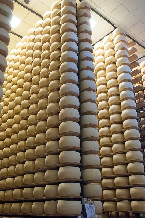 Grana Padano cheese factory in Italy each wheel was 35 kg Grana Padano Cheese, Cheese Wheel, Cheese Factory, Grana Padano, Dairy Cows, How Many, Dairy, In Italy, Wheel