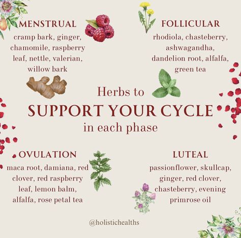 Herbs To Start Period, Follicular Phase Herbs, Herbs For Menstrual Cycle, Cascara Sagrada Benefits, Period Herbs, Feminine Activities, Cycle Eating, Hormonal Cycle, Cycle Synching