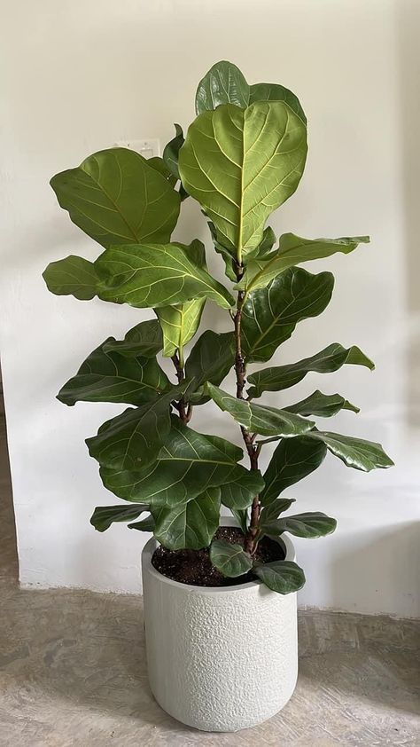 Fiddle Leave Fig Tree, Fiddle Leaf Aesthetic, Figgle Leaf Fig, Fidel Leaf Plant, Indoor Fig Plant, Fiddle Leaf Tree Aesthetic, Fig Tree Aesthetic, Indoor Plant Corner, Large House Plants Indoor