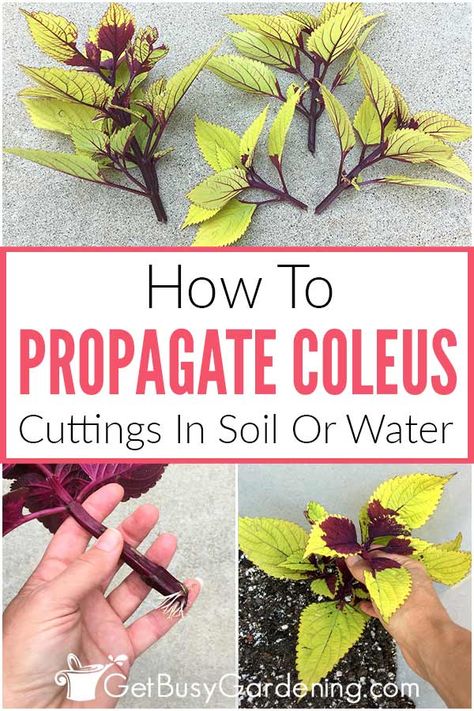 Coleus Plants Indoor, Coleus In Pots, Propagating Leaves In Water, Propagating Plants From Cuttings, Propagating Coleus Plant, Propagate Coleus, Coleus Propagating, How To Propagate Coleus Plant, How To Overwinter Coleus