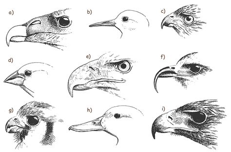 What kind of beak would you choose and why? Bird Beaks Drawing, Prey Birds, Speak In English, Speaking French, Bird Template, Food Habits, Bird Beaks, Animal Adaptations, Nature Projects