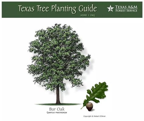 Bur Oak Tree, Texas Trees, Fast Growing Shade Trees, Drought Tolerant Trees, Texas Landscaping, Texas Native Plants, Burr Oak, Tree Textures, Texas Gardening