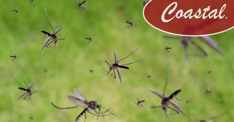 Repelling Mosquitos with Plants and Planning Mosquito Plants, Kill Weeds, Mosquito Larvae, Beefsteak Tomato, Mosquito Control, Mosquito Bite, Bug Bites, Insect Repellent, Mosquito Repellent