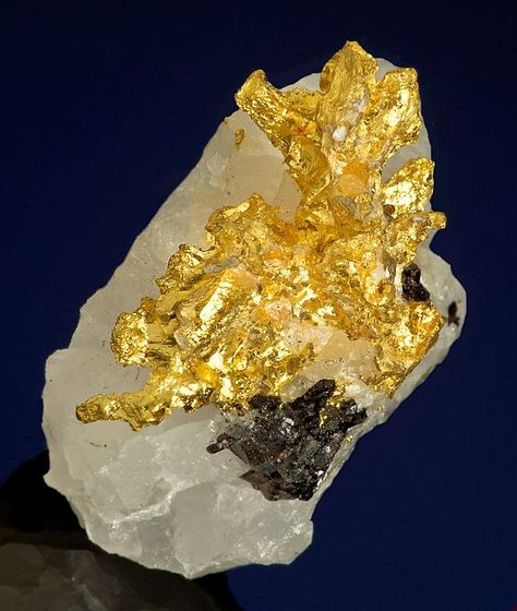 ggeology:  Native Gold with Sphalerite on Quartz Gold Specimens, Gold Crystals, Geology Rocks, Pretty Rocks, Gold Nugget, Beautiful Rocks, Mineral Stone, Minerals And Gemstones, Rocks And Gems