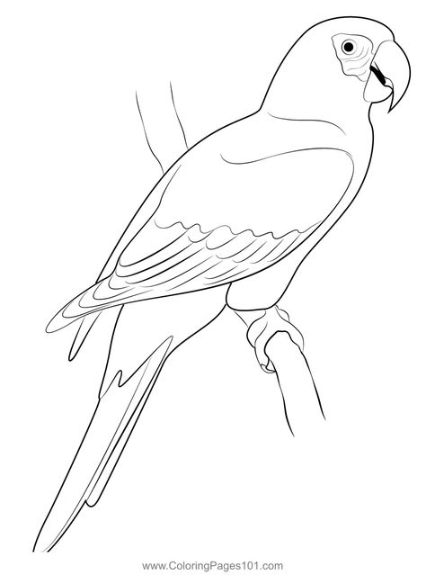 Red Parrot Coloring Page Parrot Line Art, Parrot Outline, Parrot Coloring Page, Parrot Vector, Bird Pencil Drawing, Parrot Craft, Dr Ambedkar Hd Wallpaper New, Butterfly Tattoo Stencil, Bird Outline