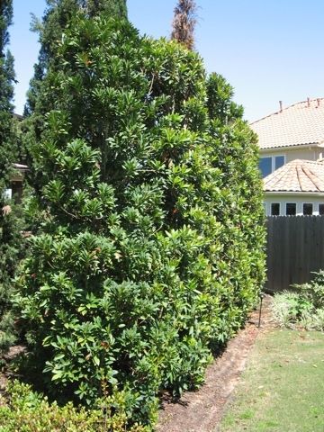 Japanese blueberry Blueberry Hedge, Japanese Blueberry Tree, Blueberry Tree, Texas Backyard, Privacy Trees, Blueberry Bushes, Backyard Privacy, Bbq Area, Landscape Plans