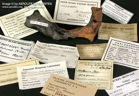 Specimen tags, for the paper goods? Dino Party, Halloween Inspiration, Natural Environment, Natural History, Spooky Halloween, Vintage Images, Paper Goods, Geology, Design Elements