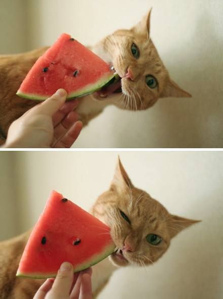 Nommin' the last of the Summer watermelon... Watermelon Cat, Best Cat Food, Cat Eating, Healthy Cat, Orange Cats, Cat Facts, Small Cat, Ginger Cats, Cute Cats And Kittens