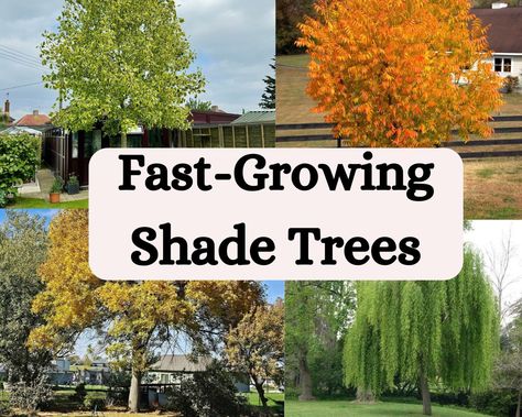 Fast-Growing Shade Trees How To Plant Trees In Yard, Green Ash Tree, Silver Maple Tree, Fast Growing Shade Trees, Pink Flowering Trees, Lawn Alternatives, Tree Growing, Fast Growing Trees, Shade Trees