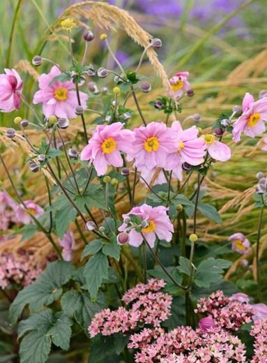 Perennial Combinations, Plant Combinations, Flowerbeds Ideas, Summer Borders, Fall Borders, Anemone hupehensis, Japanese Anemones, Anemone hupehensis var. japonica, Anemone Serenade, Sedum Matrona, Stipa calamagrostis Stipa Calamagrostis, Flowerbeds Ideas, Sedum Matrona, Sedum Garden, Anemone Hupehensis, Late Summer Garden, Plant Palette, Fall Borders, Pink Perennials