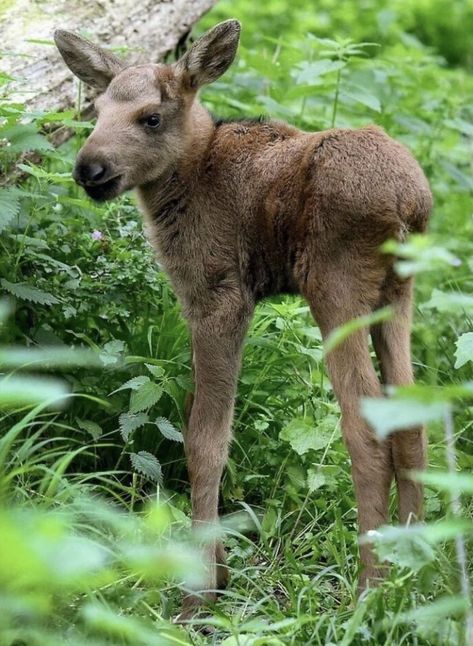 Cute Moose, Moose Pictures, Baby Animals Funny, Wildlife Animals, Sweet Animals, Animal Photo, Ranch House, 귀여운 동물, Animals Friends