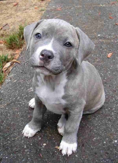 Grey pitbull lab mix puppy ♡♡ Lab Pitbull Mix Puppy, Grey Pitbull, Pitbull Boxer Mix, Pittie Puppies, Pitbull Mix Puppies, Blue Pitbull, Pitbull Boxer, Blue Nose Pitbull, Pitt Bull