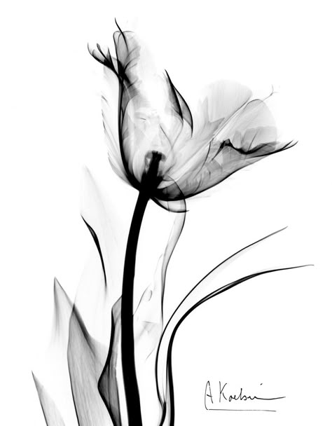 albert koetsier xray pictures - Google Search Xray Art, Tulip Tattoo, Albert Koetsier, Tattoo Desings, Desenho Tattoo, Trendy Flowers, Wow Art, White Picture, Watercolor Flower