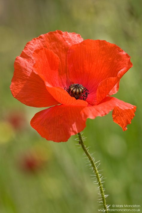 Red Poppy Photography, Poppy Flower Reference, Simple Flower Reference Photo, Poppy Photos, Poppies Photography, Poppy Photography, Poppy Flower Painting, Poppies Flower, Poppy Photo