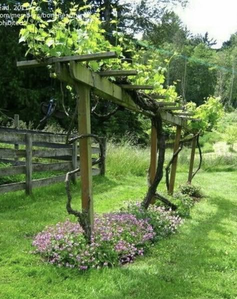 Climbing Vegetables, Grape Vine Trellis, Grape Trellis, Vine Trellis, Growing Fruit Trees, Garden Vines, Garden Shrubs, Growing Grapes, Garden Architecture