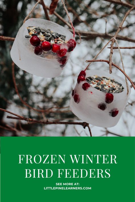 Winter Bird Feeder Made of Ice • Little Pine Learners Winter Bird Feeders, Hummingbird Nectar Recipe, Finch Feeders, Homeschool Nature, Bird Feeder Plans, Ice Bowl, Snow Activities, Diy Bowl, Winter Activities For Kids