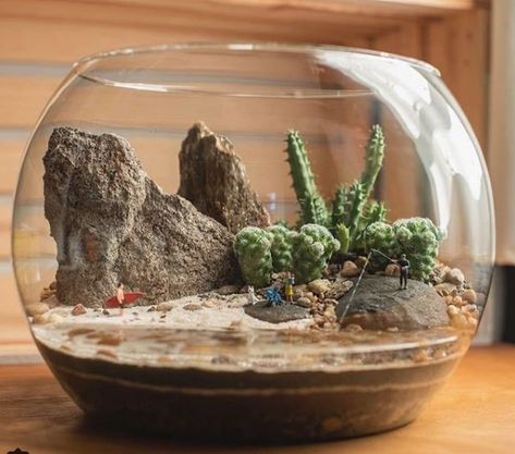 Closed Terrarium Plants, Mini Cactus Garden, Unique Terrarium, Kaktus Dan Sukulen, Fairy Garden Pots, Open Terrariums, Cactus Terrarium, Succulent Planter Diy, Succulent Garden Indoor