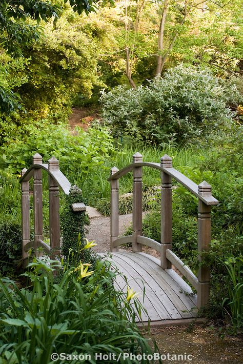 (Secret) Garden - small wooden bridge in path over creek drainage with Hemerocallis vespertina in Quarryhill Botanical Garden Walk Bridge Over Creek, Walking Bridge Over Creek, Small Bridges Over Creek, Small Garden Forest, Bridge Backyard, Wooden Bridge Over Creek, Wooden Bridge Garden, Bridge Over Creek, Garden Bridge Design