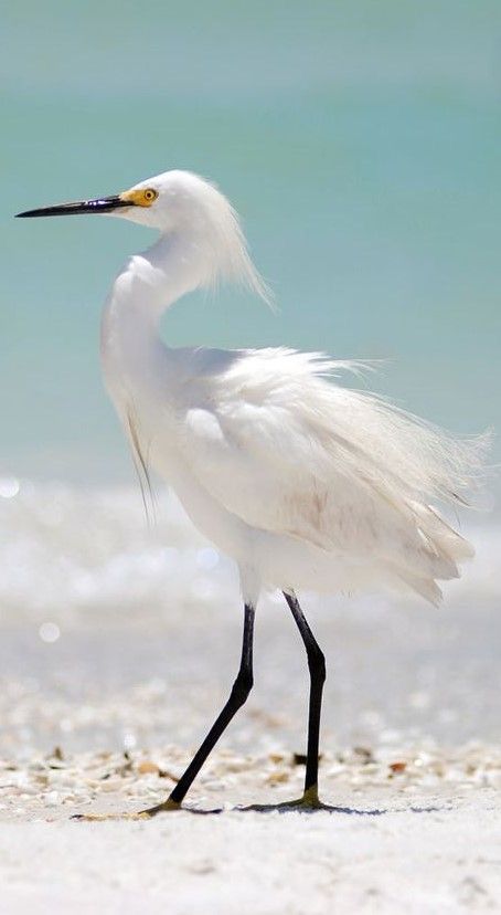 Snowy Egret Painting, Birds Illustration, Snowy Egret, Water Birds, White Egret, Herons, Shorebirds, Bird Artwork, Funny Birds