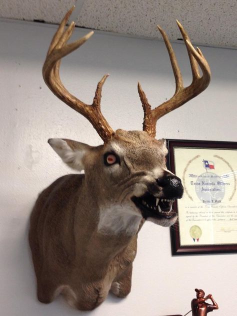 Creepy Deer Art, Cool Taxidermy, Creepy Taxidermy, Creepy Deer, Taxidermy Aesthetic, Deer Taxidermy, Taxidermy Deer, Taxidermy Decor, Animal Taxidermy