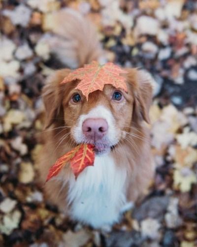 Duck Toller, Nova Scotia Duck Tolling Retriever, Dogs Training, Fall Dog, West Highland Terrier, Cute Animal Pictures, Dog Photography, Cute Creatures, Beautiful Dogs