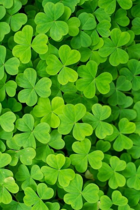 Lucky Wallpaper, Awesome Wallpapers, Plants Are Friends, Luck Charm, Sketch Inspiration, Simple Green, Wallpaper Cave, Inspirational Wallpapers, Flower Phone Wallpaper