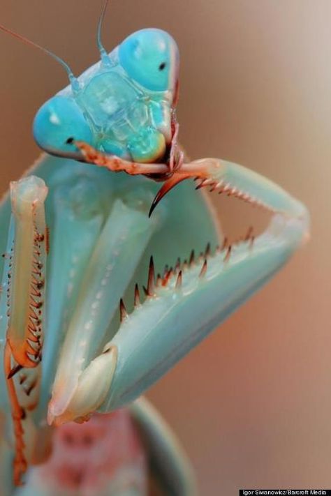 Mantid Orchid Mantis, Cool Insects, The Thinker, Cool Bugs, Stag Beetle, A Bug's Life, Beautiful Bugs, Praying Mantis, Blue Orchids