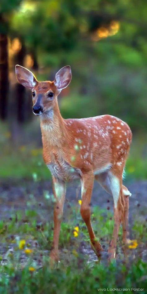 Fawn Wallpaper, Deer Photography, Fawns Deer, Deer Photos, Wolf Spirit Animal, Trending Pins, Majestic Animals, Alam Yang Indah, Forest Animals