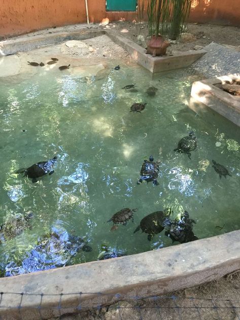 Pond Setup Ideas, Pet Turtle Tank, Indoor Turtle Pond, Turtle Tank Setup Ideas, Tartaruga Habitat, Tank Setup Ideas, Nature Aesthetic Pictures, Turtle Tank Setup, Turtle Enclosure