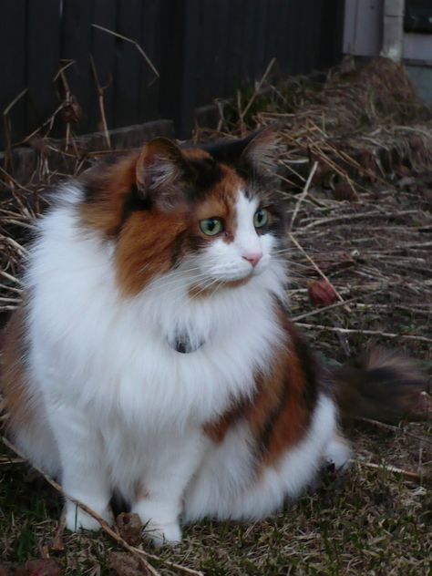 Calico Siberian Cat, Cat Hypoallergenic, Kittens Pictures, Siberian Forest Cat, Cat Calico, Ragamuffin Cat, Siberian Forest, Siberian Cats, Cats And Cucumbers