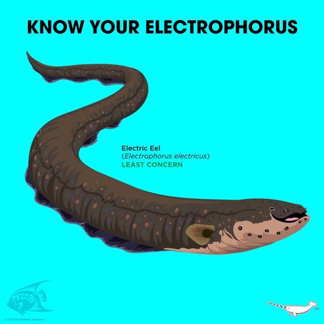 Know Your Electric Eel Electric Eel, Pig Breeds, Zoo Art, Animals Information, Animal Conservation, Interesting Animals, Underwater Creatures, Aquatic Animals, Prehistoric Creatures