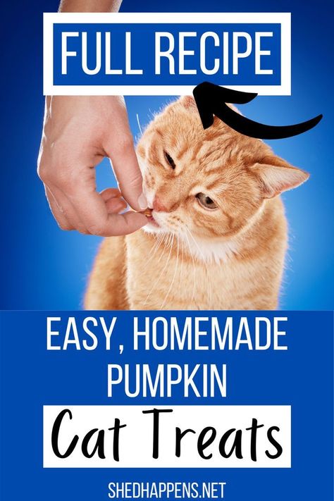 Cat Treats - Don't have time to search for the items you're looking for? Check out Amazon.com now! Homemade Cat Treats Easy, Cat Treats Homemade Healthy, Pumpkin Cat Treats, Diy Cat Treats Recipes, Pumpkin For Cats, Homemade Cat Treats, Homemade Cat Treats Recipes, Diy Cat Treats, Liquid Cat