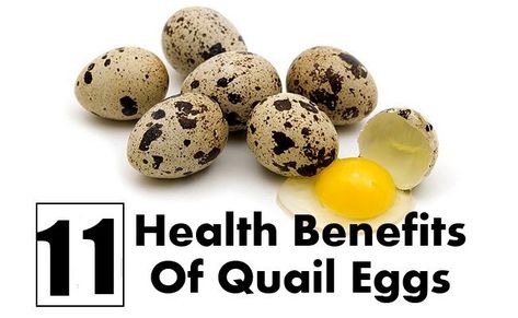 Quail Eggs Benefits, Pickled Quail Eggs, Fried Quail, Dinner Party Appetizers, Raising Quail, Egg Benefits, Egg Packaging, Quails, Digestive Tract