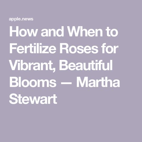 How and When to Fertilize Roses for Vibrant, Beautiful Blooms — Martha Stewart Replanting Roses From Stems, How To Replant Roses Stems, Regrow Roses From Stem, How To Grow Roses From A Rose Stem, Martha Stewart Rose Garden, Flowering Bushes, Growing Roses, Martha Stewart, All Flowers