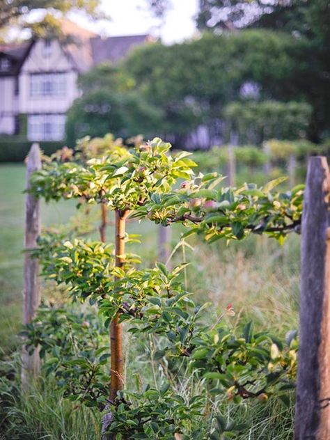 espalier fence Espalier Fruit Trees, Fruit Tree Garden, Trees Garden, Gardening Aesthetic, Vine Trellis, Garden Vines, Rock Garden Landscaping, Edible Landscaping, Food Garden