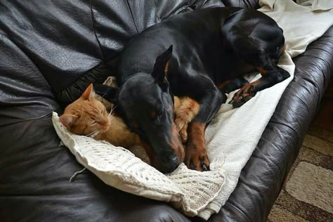 Doberman loves his cat pillow Doberman With Cat, Doberman And Orange Cat, Black Cat And Doberman, Black Cat Gf And Doberman Bf, Cat And Doberman, Doberman And Golden Retriever, Doberman And Cat, Black Cat Golden Retriever, Pincher Dog