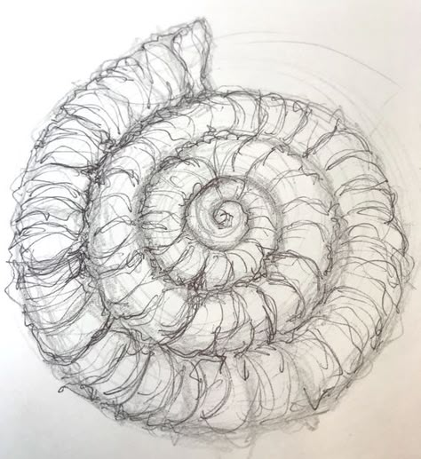 How to Draw an Ammonite – Improve Drawing Ameba Drawing, Ammonite Drawing, Fossil Sketch, Fossil Drawing, Fossil Illustration, Textures In Nature, Ammonite Shell, Improve Drawings, Shell Drawing