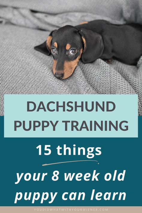 Dachshund Puppy Training: 15 Things to Start Teaching the Day Yours Comes Home – YouDidWhatWithYourWiener.com Lab Puppy Training, 8 Week Old Puppy, Dachshund Personality, Not Smart Enough, Puppy Schedule, Dachshund Facts, Dachshund Puppy Training, Puppy Training Schedule, Daschund Puppies