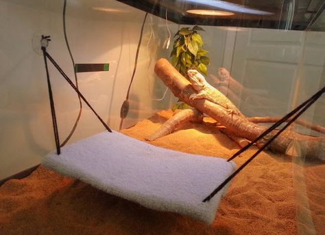 Bearded Dragon Hammock, Dragon Terrarium, Diy Reptile, Bearded Dragon Diy, Bearded Dragon Terrarium, Bearded Dragon Funny, Bearded Dragon Cage, Bearded Dragon Diet, Baby Bearded Dragon