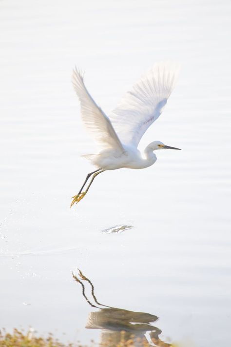 Snowy Egret, Remembering Mom, White Egret, Butterfly Images, Bare Tree, White Bird, Photo Tree, Bird Photo, Grey Wallpaper