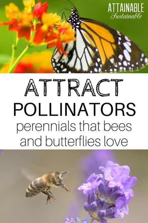 Urban Gardening Ideas, Flowering Perennials, Long Blooming Perennials, Bee Friendly Garden, Pollinator Plants, Full Sun Perennials, Shade Perennials, Attracting Bees, Bee Garden