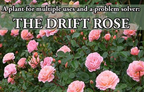 Ground Cover Roses Perennials, Drift Roses Front Yards, Drift Roses Landscape, Drift Roses Landscape Ideas, Rose Ground Cover, Types Of Rose Bushes, Groundcover Roses, Backyard Playground Landscaping, Rose Garden Landscape