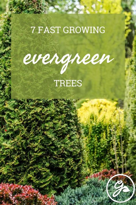 Evergreens contribute year-long interest to the quietest corners, but which make the most impact in the shortest time? Try these fast-growing evergreen trees for quick results. Fast Growing Evergreens, Video Garden, Conifer Trees, Fast Growing Trees, Water Wise, Fun Signs, Sustainable Garden, Ornamental Trees, Shade Trees