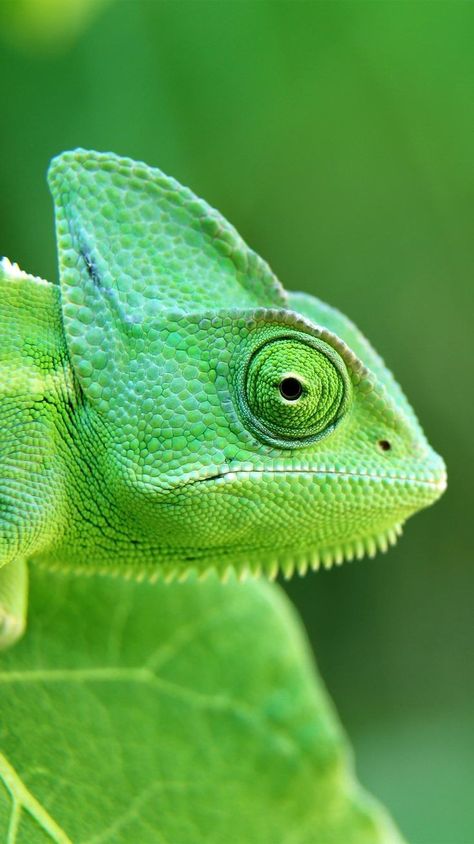 Green Chameleon, Lizard Tattoo, Chameleon Art, Cambodian Art, Save Wildlife, Cute Reptiles, Green Animals, Beautiful Dragon, Macro Photos