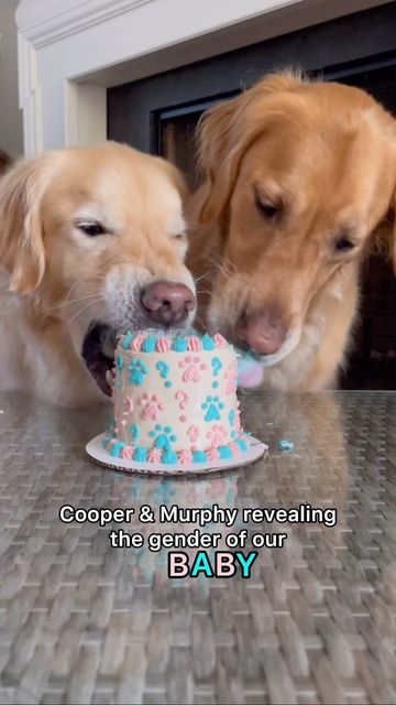 Dog Friendly Gender Reveal Cake, Simple Gender Reveal Ideas With Dogs, Gender Reveal Cake For Dogs, Gender Reveal Ideas Using Dogs, Dog Themed Gender Reveal, Baby Reveal With Dog, Pet Baby Announcement, Gender Reveal Ideas Dog, Gender Reveal Dog Cake