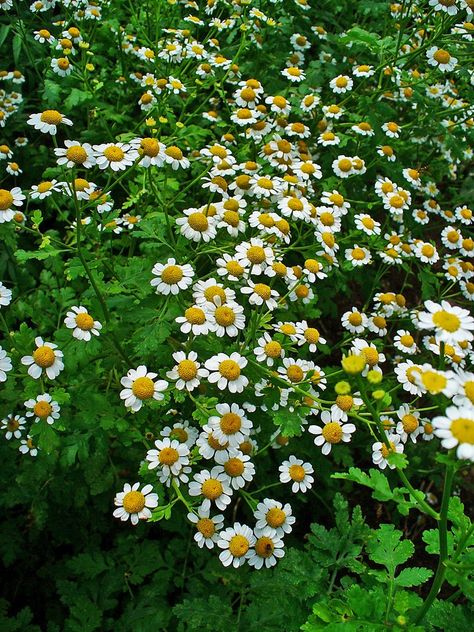 Tanacetum parthenium (Altamiza, Bachelor's Buttons, Feverfew, Maids, Manzanilla, Mid Summer Daisy, Pale Maids, Pellitory, Wild Chamomile) | North Carolina Extension Gardener Plant Toolbox Rock Wall Landscape, Tanacetum Parthenium, Medicine Garden, Chamomile Plant, Bachelor Buttons, Rock Garden Design, Plant Problems, Organic Soil, Family Garden