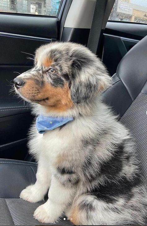 18 Adorable Photos of Cute Australian Shepherd Puppies To Make Your Day Cute Big Dogs, Mini Aussie Puppy, Dogs Images, Free Puppies, Aussie Shepherd, Cute Dogs Images, Aussie Puppies, Australian Shepherd Puppies