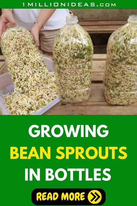 Bean sprouts are a healthy, crunchy addition to many dishes, and growing them at home is both fun and rewarding. If you're looking for a convenient way to have a fresh supply of these little nutrition powerhouses, you're in the right place. In this guide, we'll show you how to cultivate bean sprouts using plastic bottles, which is a simple and eco-friendly method. Not only does it save you money, but it also allows you to enjoy the freshness of home-grown sprouts year-round. Grow Bean Sprouts, Sprouting Beans, Bean Sprouts Growing, Grow Sprouts, Growing Beans, Micro Greens, Vegetable Side, Bean Sprouts, House Plant Care