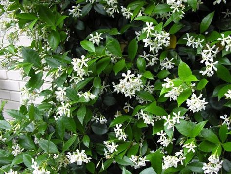 700_star-jasmine-vine-1 Star Jasmine Vine, Arizona Plants, Evergreen Climbers, Trachelospermum Jasminoides, Jasmine Vine, Jasmine Star, Evergreen Vines, Jasmine Plant, Star Jasmine