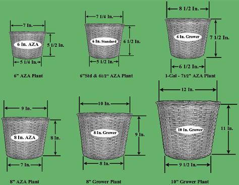 Pot Size Guidelines Balcony Art, Pot Gardening, Garden Patch, Gardening Guide, Summer Bulbs, Growing Bulbs, Ginger Plant, Plant Tips, Future Garden